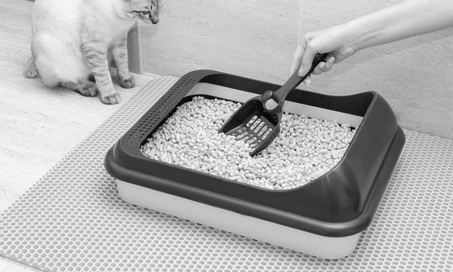 Cat Litter Box：Traditional vs Smart